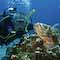 Diver & Scorpionfish